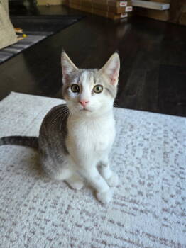 Rescue Domestic Short Hair Cats for Adoption in Columbus, Minnesota - Gandalf | PetCurious