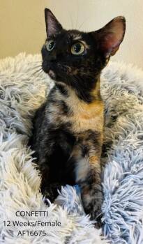 Confetti -  Domestic Short Hair Cat for Adoption - Confetti | PetCurious