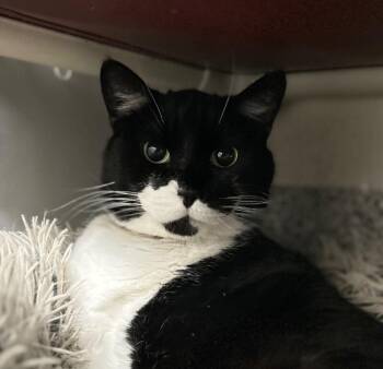 Domestic Short Hair Cats Available for Adoption in Fruit Heights, Utah - Oreo | PetCurious