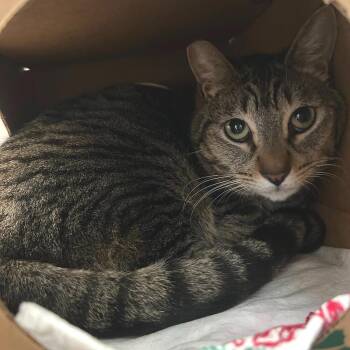 Domestic Short Hair Cats Available for Adoption - Silvo | PetCurious