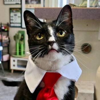 Baby -  Domestic Short Hair Cat for Adoption in Blackfoot, Idaho - Baby | PetCurious