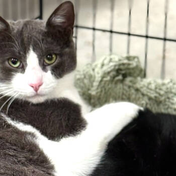 Rescue Domestic Short Hair Cats for Adoption in Santa Fe, New Mexico - Nambe | PetCurious