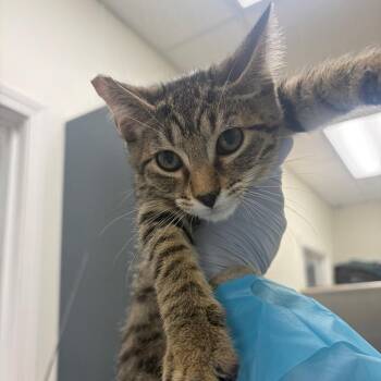 ACO -  Domestic Short Hair Cat for Adoption in Pekin, Illinois - ACO | PetCurious