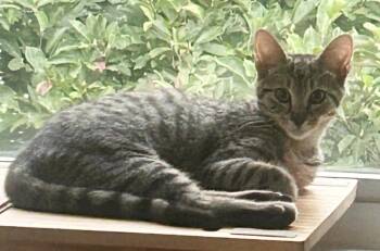 Buggs -  Domestic Short Hair Cat for Adoption in Silver Spring, Maryland - Buggs | PetCurious