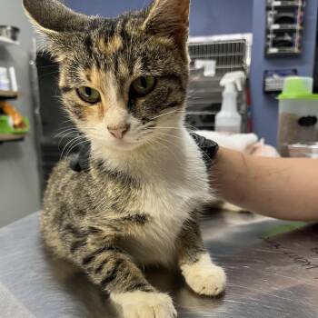 Mosaic -  Domestic Short Hair Cat for Adoption in Marble, North Carolina - Mosaic | PetCurious