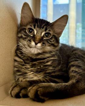 Domestic Medium Hair Cats Available for Adoption in Novato, California - Channel | PetCurious