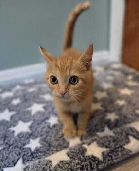 Cheddar Round -  Domestic Short Hair Cat for Adoption in Kimberlin Heights, Tennessee - Cheddar Round | PetCurious