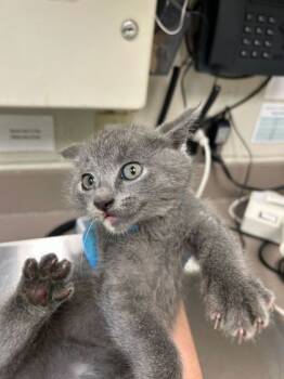 Rescue Domestic Short Hair Cats for Adoption in Gray, Louisiana - WC- Snail | PetCurious