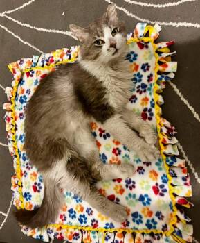 Vladimir Guerro, Jr -  Domestic Long Hair Cat for Adoption in Philadelphia, Pennsylvania - Vladimir Guerro, Jr | PetCurious