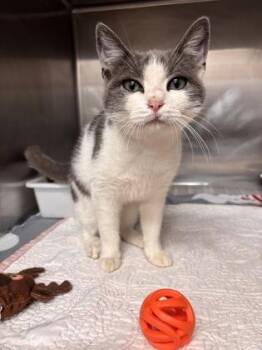 Domestic Short Hair Cats Available for Adoption in San Antonio, Texas - MOG | PetCurious