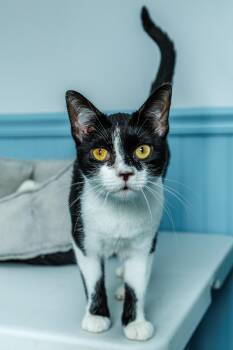 Little Foot -  Domestic Short Hair Cat for Adoption in Chester Springs, Pennsylvania - Little Foot | PetCurious