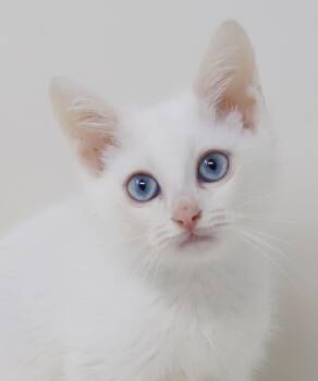 Olaf and Luna - wow RARE EXOTIC BONDED kittens - SUPER SWEET -  Scottish Fold and Turkish Angora Cat Available for Adoption in Bedford Hills, New York - Olaf And Luna - Wow RARE EXOTIC BONDED Kittens - SUPER SWEET | PetCurious