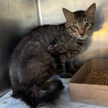Nyx -  Domestic Medium Hair Cat for Adoption in Chattanooga, Tennessee - Nyx | PetCurious