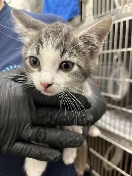 BOOMER -  Domestic Short Hair Cat for Adoption in Chula Vista, California - BOOMER | PetCurious