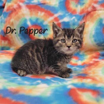 Dr. Pepper -  Domestic Short Hair Cat for Adoption in Parkersburg, West Virginia - Dr. Pepper | PetCurious