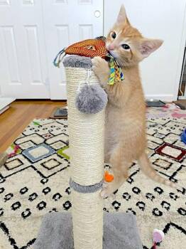 Phoenix - Bonded with Tesha -  Domestic Short Hair Cat Available for Adoption in Fremont, California - Phoenix - Bonded With Tesha | PetCurious