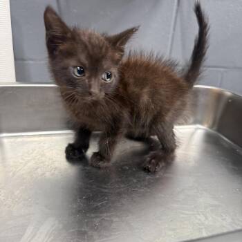 Lizzy -  Domestic Short Hair Cat for Adoption in Tuscaloosa, Alabama - Lizzy | PetCurious