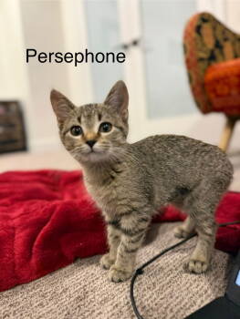 Rescue Domestic Short Hair Cats for Adoption in Denver, Colorado - Persephone Cresthaven (Western Slope) | PetCurious