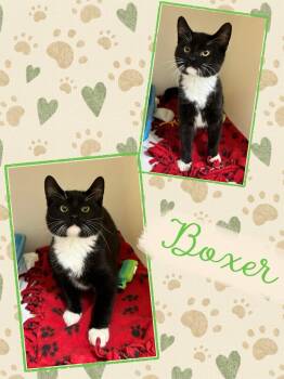 Rescue Domestic Short Hair Cats for Adoption in Howes Cave, New York - Boxer | PetCurious