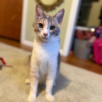 Domestic Short Hair Cats Available for Adoption in Chico, California - CLEO | PetCurious