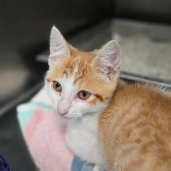 Boots -  Domestic Short Hair Cat for Adoption in San Jacinto, California - Boots | PetCurious