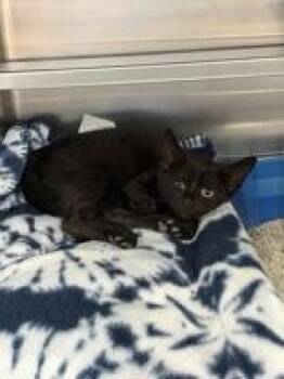 Zamite -  Domestic Short Hair Cat for Adoption in Manitowoc, Wisconsin - Zamite | PetCurious