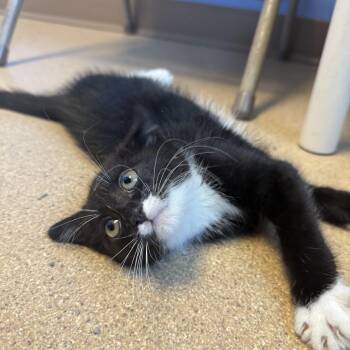 Battle of Evermore -  Domestic Short Hair Cat for Adoption in Brookings, South Dakota - Battle Of Evermore | PetCurious