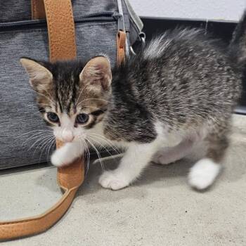 Flint -  Domestic Short Hair Cat for Adoption in Harlingen, Texas - Flint | PetCurious