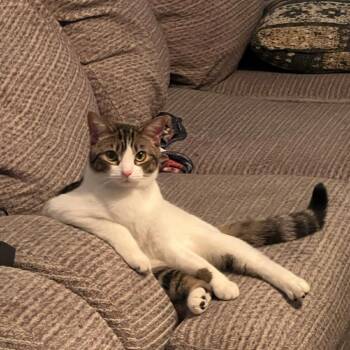 Domestic Short Hair Cats Available for Adoption - Ducky | PetCurious