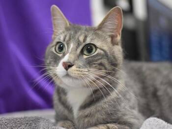 Vaida -  Domestic Short Hair Cat for Adoption in Portland, Oregon - Vaida | PetCurious