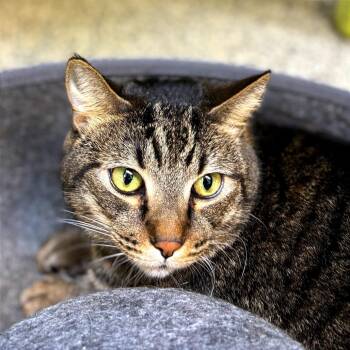 Domestic Short Hair Cats Available for Adoption - Firulais AKA TuTu | PetCurious