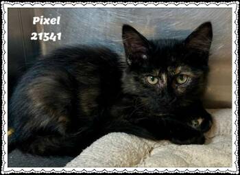 PIXEL -  Domestic Short Hair and Tortoiseshell Cat for Adoption in Marietta, Georgia - PIXEL | PetCurious