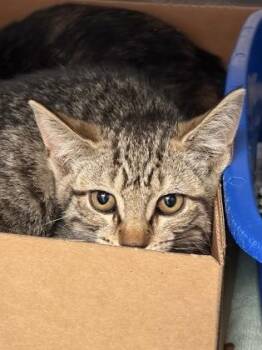 Abigail -  Domestic Short Hair Cat for Adoption in West Chester, Pennsylvania - Abigail | PetCurious