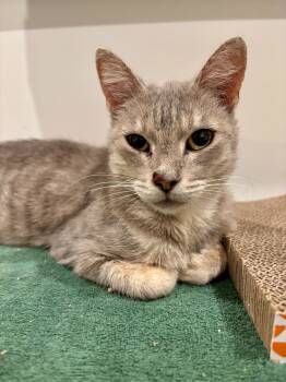 Rescue Domestic Short Hair Cats for Adoption - Paige | PetCurious