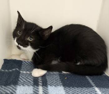 Rescue Domestic Short Hair Cats for Adoption in Rochester, Indiana - Chess | PetCurious
