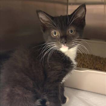 Domestic Short Hair Cats Available for Adoption in Concord, North Carolina - Kit | PetCurious