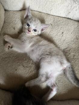Debbie -  Siamese and Domestic Short Hair Cat for Adoption in Plumerville, Arkansas - Debbie | PetCurious