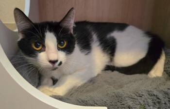 Woodland -  Domestic Short Hair Cat for Adoption in Vancouver, Washington - Woodland | PetCurious