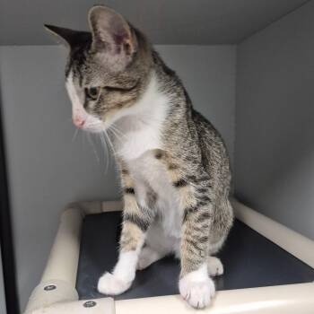 Silo -  Domestic Short Hair Cat for Adoption in Kingman, Kansas - Silo | PetCurious
