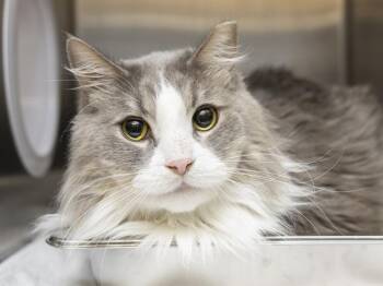 Domestic Long Hair Cats Available for Adoption in Phoenix, Arizona - WALTER | PetCurious