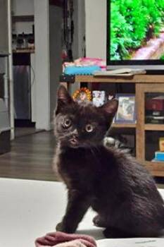 Rescue Domestic Short Hair Cats for Adoption in Parlier, California - Gigi | PetCurious