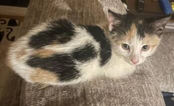 Domestic Short Hair Cats Available for Adoption in Evansville, Indiana - Kara | PetCurious