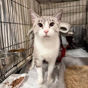Maisie -  Domestic Short Hair Cat for Adoption - Maisie | PetCurious