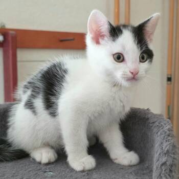 American Shorthair Cats Available for Adoption - Fred | PetCurious