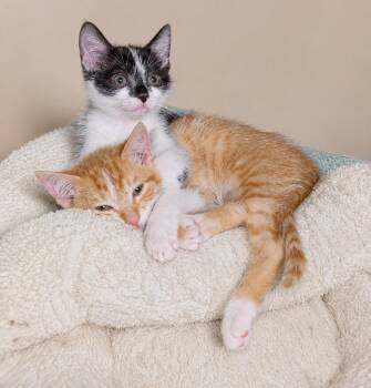 Sandie and Sadie -  American Shorthair Cat for Adoption in Beach Park, Illinois - Sandie And Sadie | PetCurious