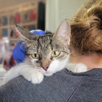 Rescue Domestic Short Hair Cats for Adoption in Troy, Illinois - Winifred | PetCurious