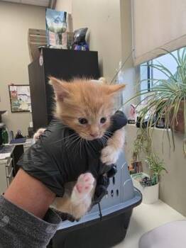 Bronco -  Domestic Short Hair Cat for Adoption in Fishers, Indiana - Bronco | PetCurious