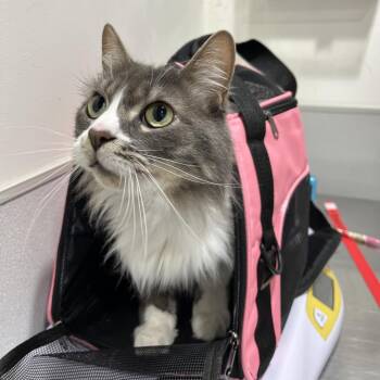 Beatrice -  Domestic Short Hair Cat for Adoption in Tampa, Florida - Beatrice | PetCurious