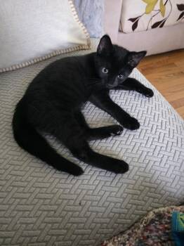 Domestic Short Hair Cats Available for Adoption in Enfield, Connecticut - Bear & Nella | PetCurious