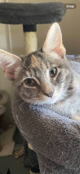 Rescue Calico Cats for Adoption in Vallejo, California - Jellybean ( Nicole) | PetCurious